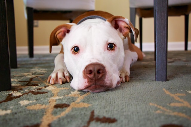 Happy foster pet looking for a home